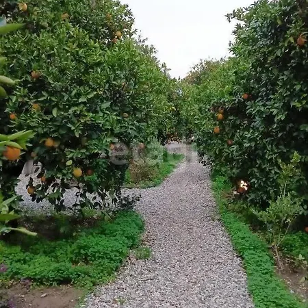 Σπίτι διακοπών Citrrus Bungalo 5 Km To *